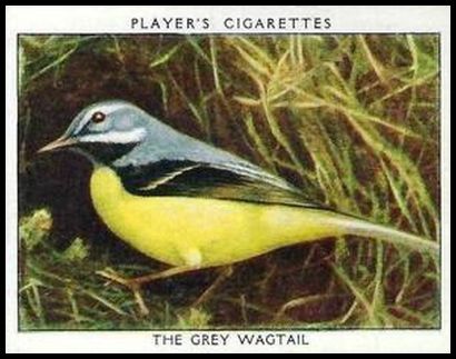 23 The Grey Wagtail